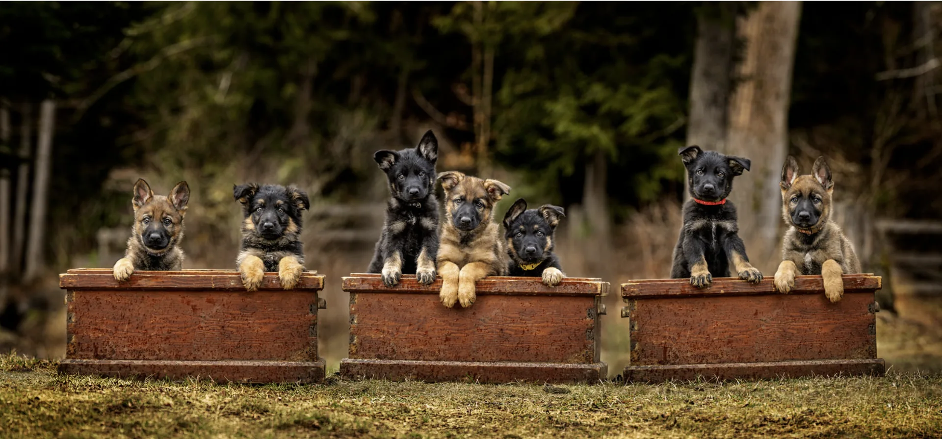 Puppies in wooden crates — find trusted connections