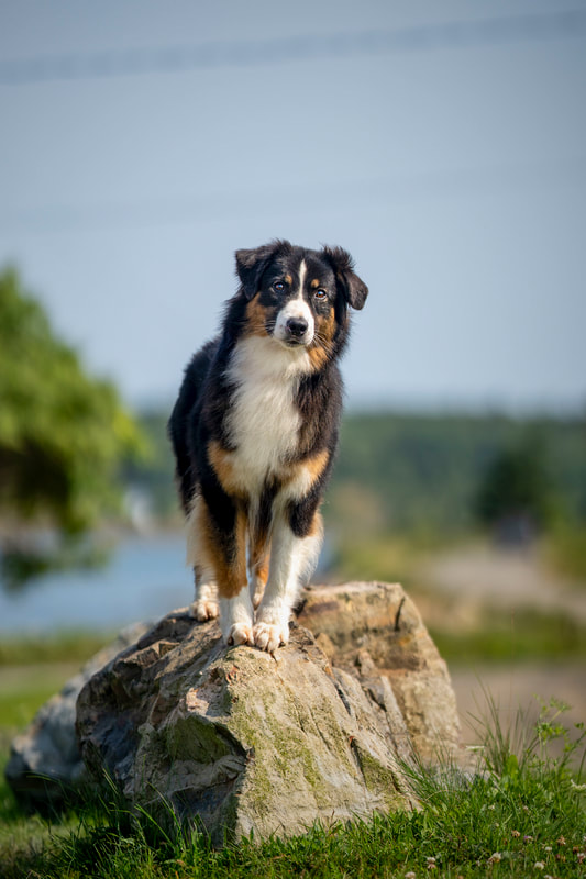 Australian Shepherd standing on a rock by the water