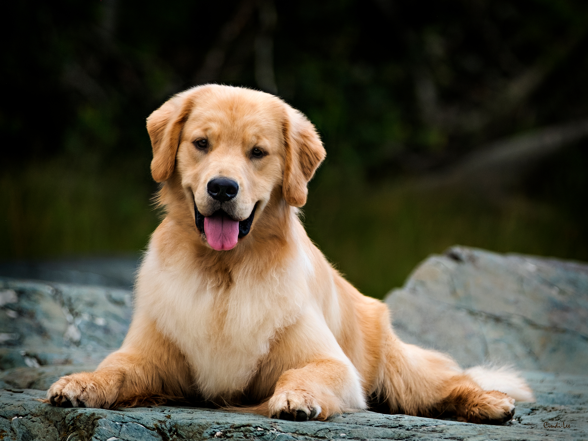 A Golden Retriever resting on rocks