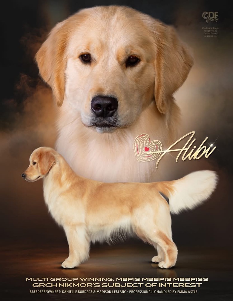 The Golden Retriever portrait