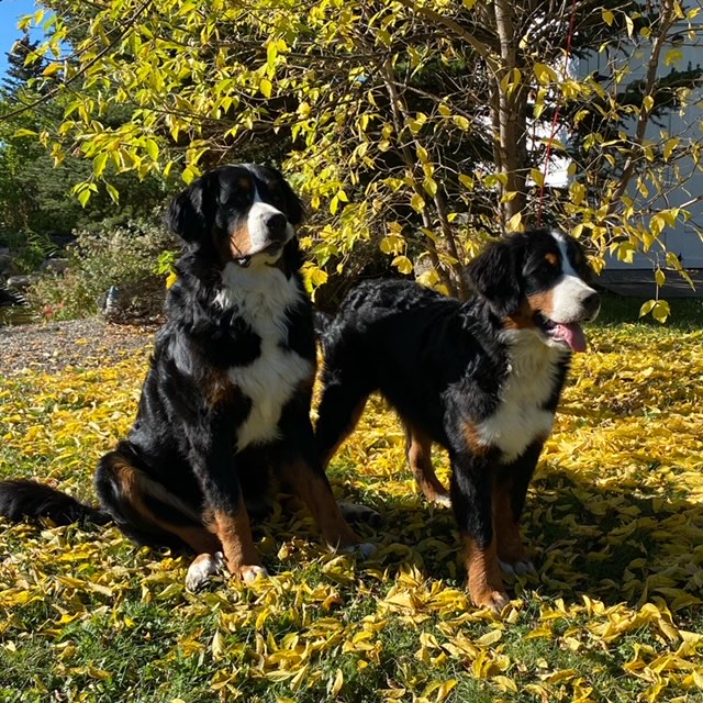 Two Bernese Mountain Dogs together among autumn leaves