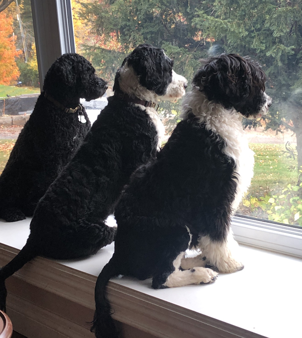 Three dogs looking out towards autumn foliage
