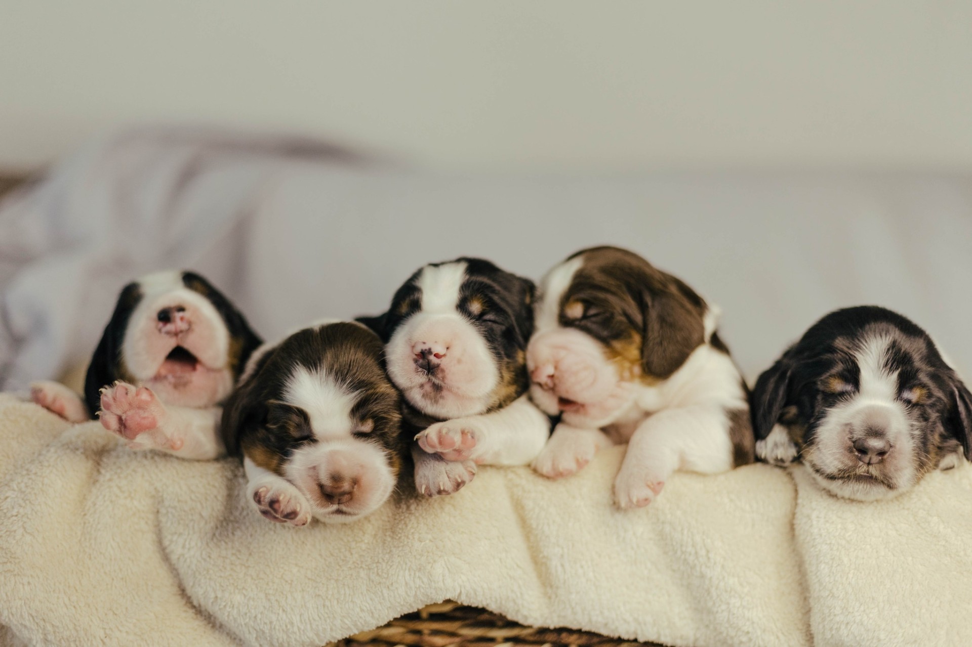 A group of young spaniel puppies