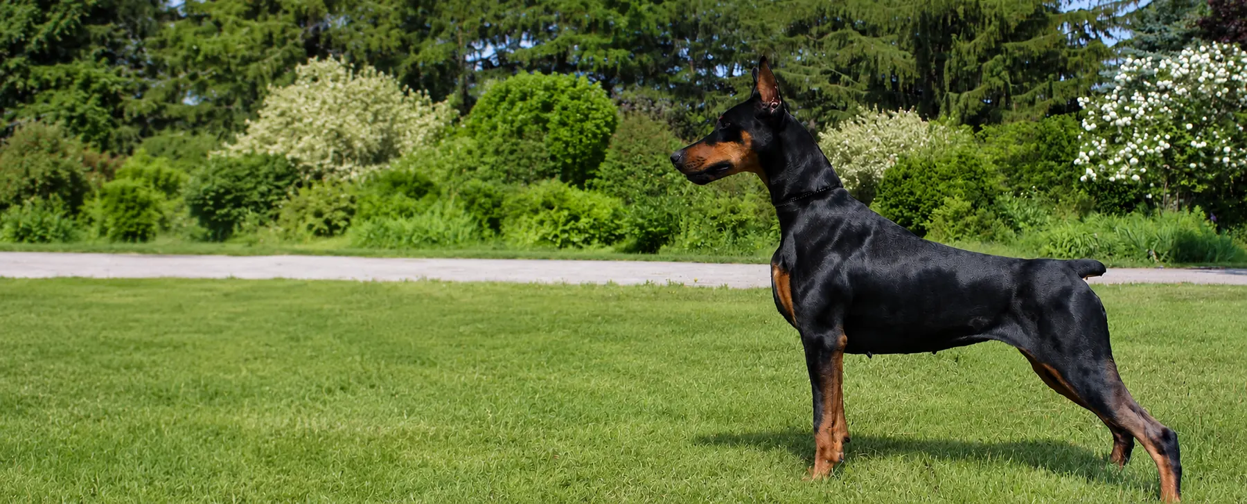 A Doberman standing alert on a sunlit lawn