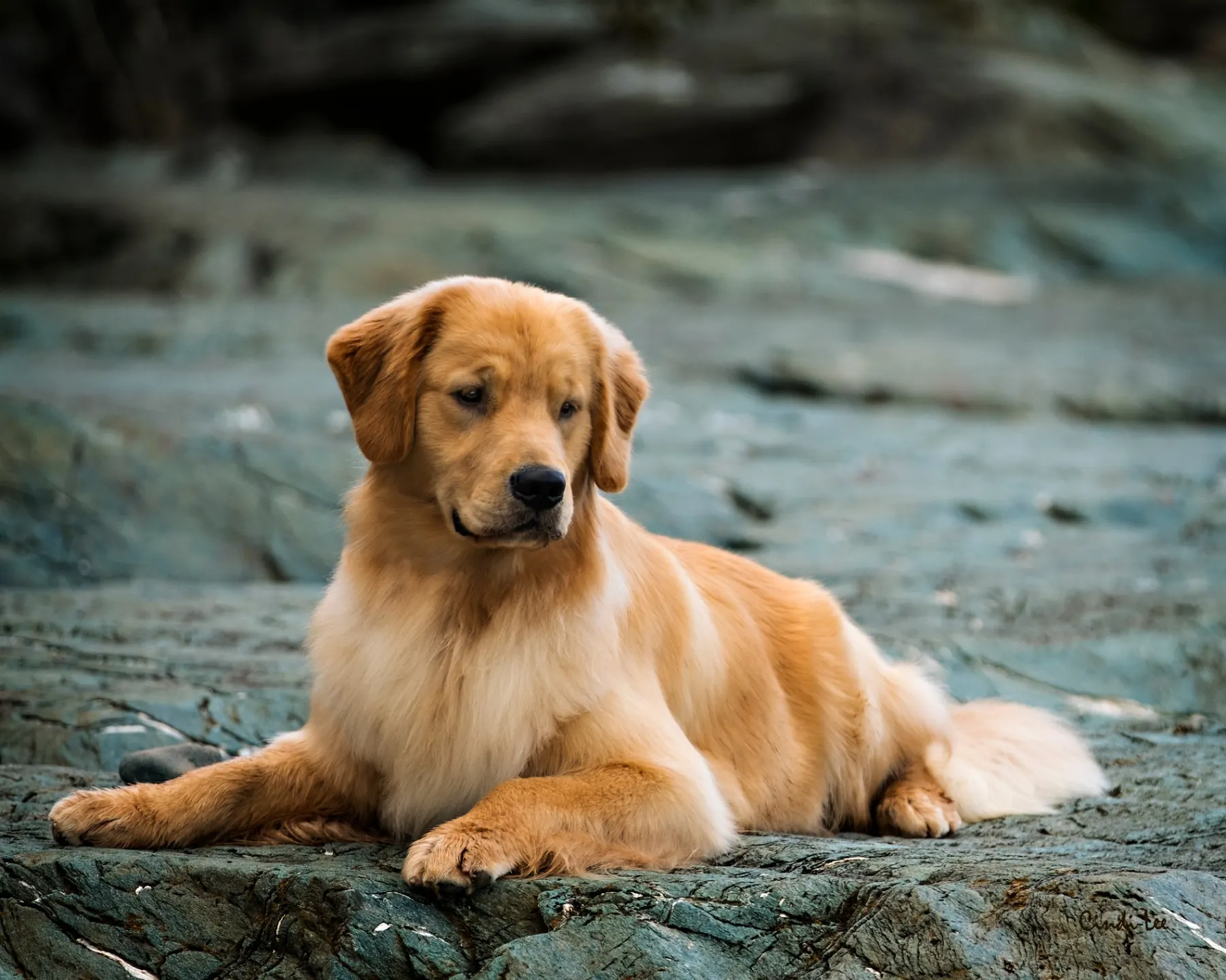 Nikmor Goldens — multi group winning champion golden retriever and puppy